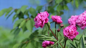 高清牡丹花图片_7