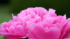 高清牡丹花图片_8