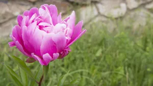 高清牡丹花图片_9