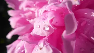 高清牡丹花图片_10
