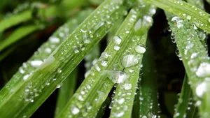 草丛上晶莹的水珠图片_4