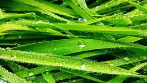 草丛上晶莹的水珠图片_6