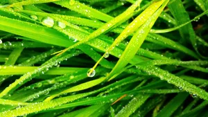草丛上晶莹的水珠图片_7