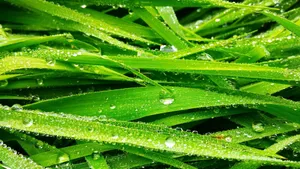 草丛上晶莹的水珠图片_8