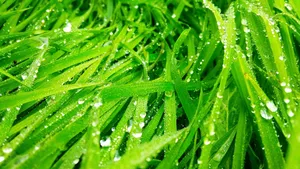 草丛上晶莹的水珠图片_9