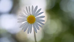 高清雏菊图片_2