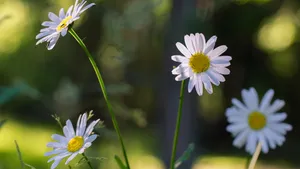 高清雏菊图片_7