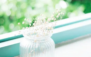 满天星花语,满天星高清图片_2