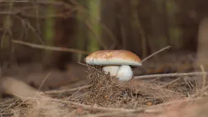 蘑菇图片_8