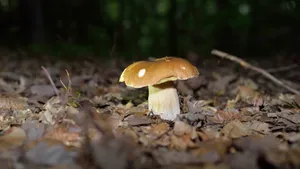 蘑菇图片_12