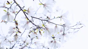 枝头上的花儿图片_2