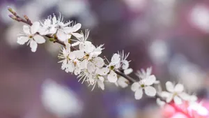 枝头上的花儿图片_4