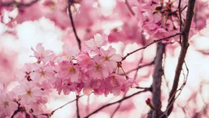 枝头上的花儿图片_5