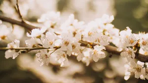 枝头上的花儿图片_6