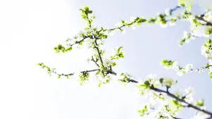 枝头上的花儿图片_7