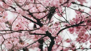 枝头上的花儿图片_9