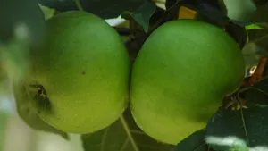 酸甜的青苹果图片_2
