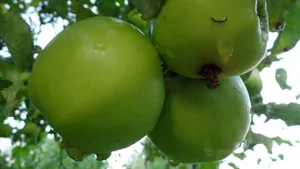 酸甜的青苹果图片_8