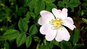 野玫瑰花图片_3