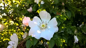 野玫瑰花图片_5