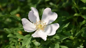 野玫瑰花图片_6