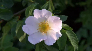 野玫瑰花图片_8