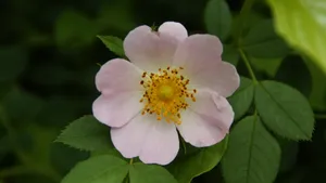 野玫瑰花图片_11