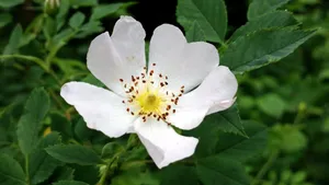 野玫瑰花图片_12