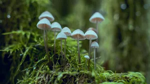 森林里的野蘑菇图片