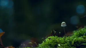 森林里的野蘑菇图片_2