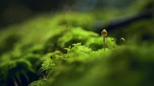 森林里的野蘑菇图片_3