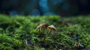 森林里的野蘑菇图片_4