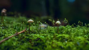 森林里的野蘑菇图片_5
