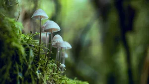 森林里的野蘑菇图片_6