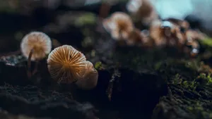 森林里的野蘑菇图片_7
