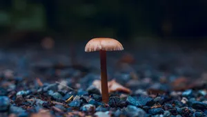 森林里的野蘑菇图片_8