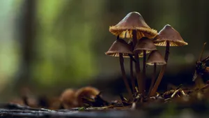森林里的野蘑菇图片_9