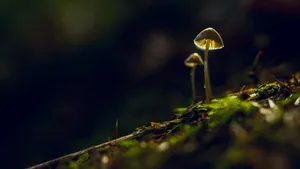 森林里的野蘑菇图片_10