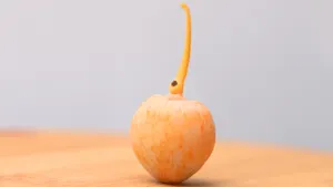 黄色的银杏果图片_4