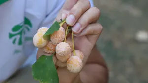 黄色的银杏果图片_5