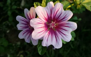 高清锦葵花图片_3