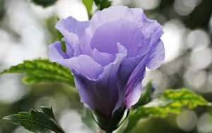 高清锦葵花图片_8