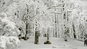 森林大雪雪景图片_2