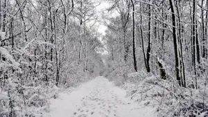 森林大雪雪景图片_4