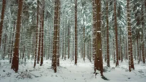 森林大雪雪景图片_5