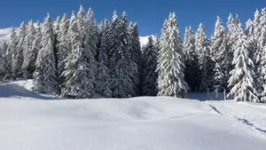 森林大雪雪景图片_7