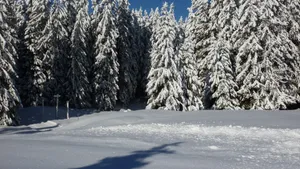 森林大雪雪景图片_8
