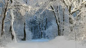 森林大雪雪景图片_9