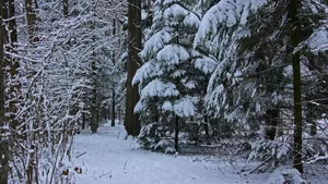森林大雪雪景图片_10