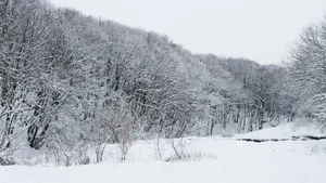 森林大雪雪景图片_11